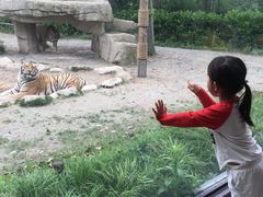 -上海野生动物园老虎餐厅