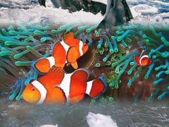 -西安曲江海洋极地公园