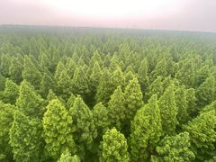 -黄海国家森林公园