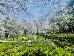 -武汉大学-樱园