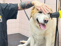 -FAELING PETS美天灵宠物(富力广场店)