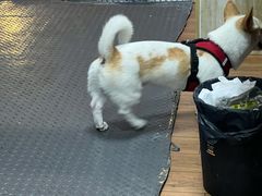 -王记新汕头肠粉炖汤