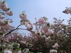 -天王浮山樱花园