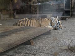 -上海野生动物园老虎餐厅