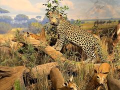 -陕西自然博物馆