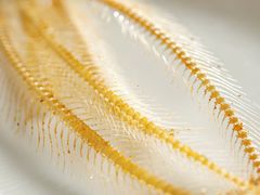 -炳胜公馆(珠江新城店)