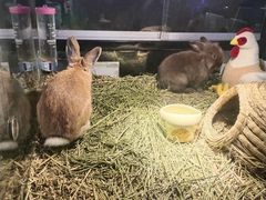 -宠物世家(仲盛世界商城店)