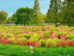 -花开海上生态园