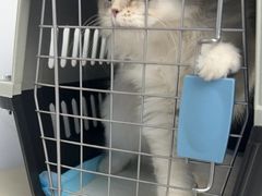 -瑞派康怡24h宠物医院·犬猫医疗中心·微创绝育(瑞景分院)