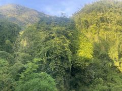 -西双版纳原始森林公园