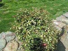 -新安江山水画廊风景区