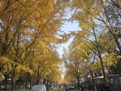 -三里屯东五街银杏大道