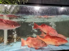 -曼格纳·曼芯馆(杨浦店)