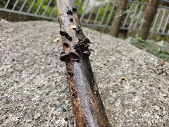 -六里坪国家森林公园