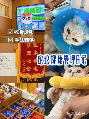 坨坨的绝育日记，大事完成！