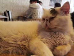 -平行世界·猫咖(首经贸店)