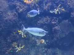 -芜湖新华联大白鲸海洋公园