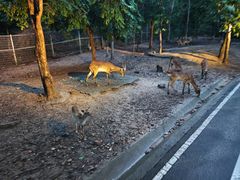 -清迈夜间动物园