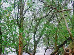 -宝安西湾红树林湿地公园