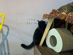 -喵屿·大理花园猫咖