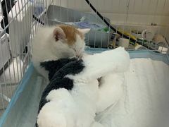 -达爱动物医院·犬猫分区·CT·复杂眼科(远洋山水分院)