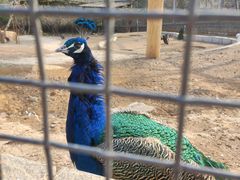 -石家庄市动物园