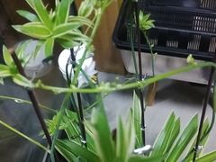 -新湖明珠城