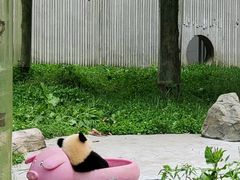 -成都动物园