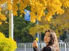 -三里屯东五街银杏大道