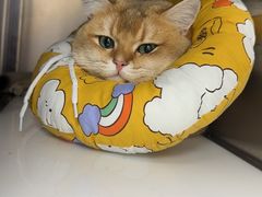 -联合动物医院(光谷诊疗中心)