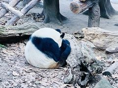 -都江堰中华大熊猫苑