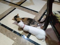 -猫色咖啡·猫咖