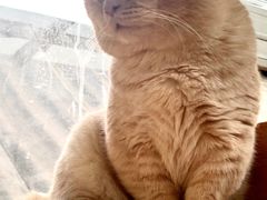 -猫小院猫主题咖啡厅(北锣店)