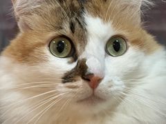 -是阿柴呀！柴犬咖啡·爱喵喵猫咖