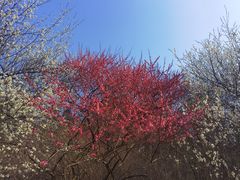 -杭州植物园