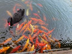 -西双版纳原始森林公园