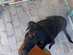 -喵屿·大理花园猫咖