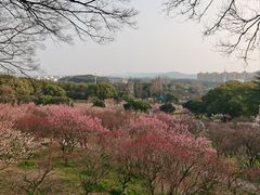 -无锡梅园公园
