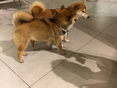 -柴务处·柴犬主题狗咖