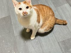 -艾吉宠物医院·疑难杂症转诊中心·猫友好(碧江路院)