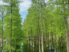 -池杉湖湿地公园