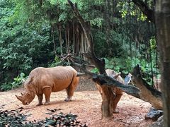 -广州长隆野生动物世界