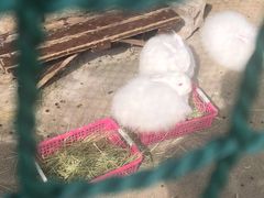 -神户市立六甲山牧场
