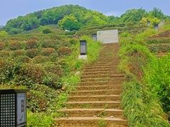 -龙井村