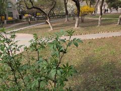 -辽宁大学(崇山校区)