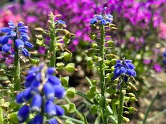 -玄武湖景区-情侣园游乐场