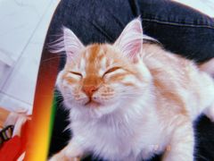 -纳吉亚猫专科动物诊疗中心(蒋宅口分院)