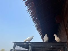 -良渚古城遗址公园