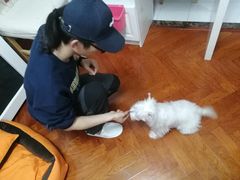 -多乐狗狗宠物训练工作室
