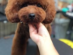 -小尾巴宠物店(万科·金域华庭店)